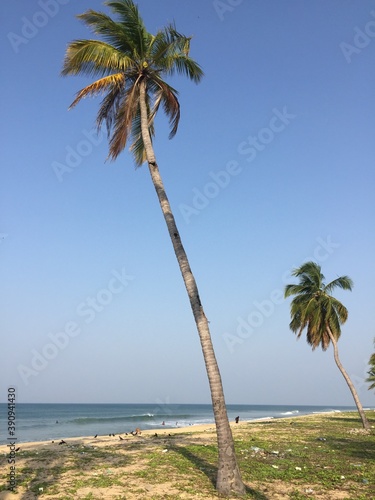 palm trees on the beach