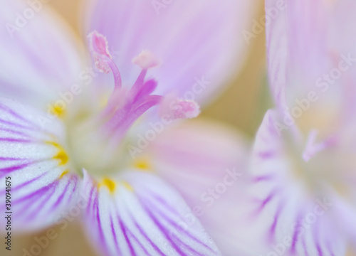 close up of spring beauty flowers
