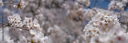 桜の花 横長画像 ワイド画像 バナー画像