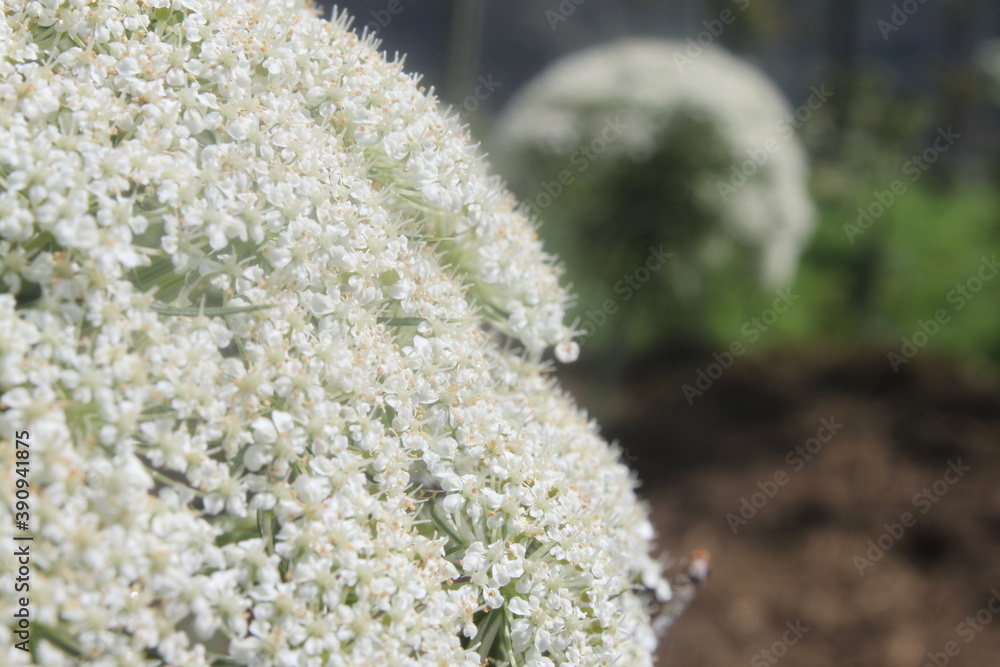 Edelweiss Flower in tropical Edelweiss Flower in tropical