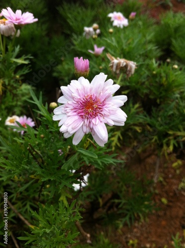 pink flower