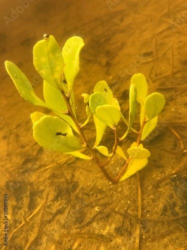 flowers on a surface