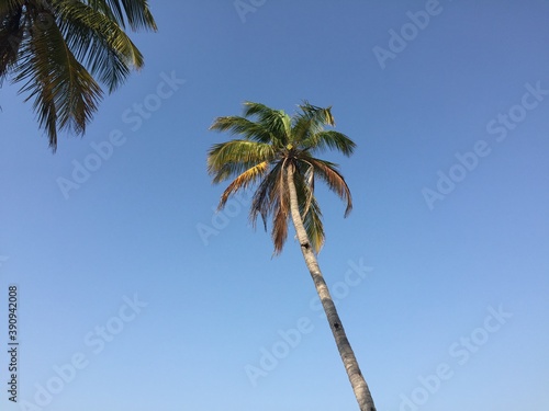 palm trees against blue sky