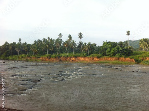 river in the forest