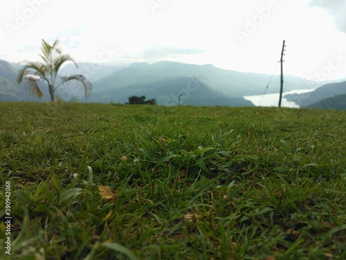 rice field in the morning
