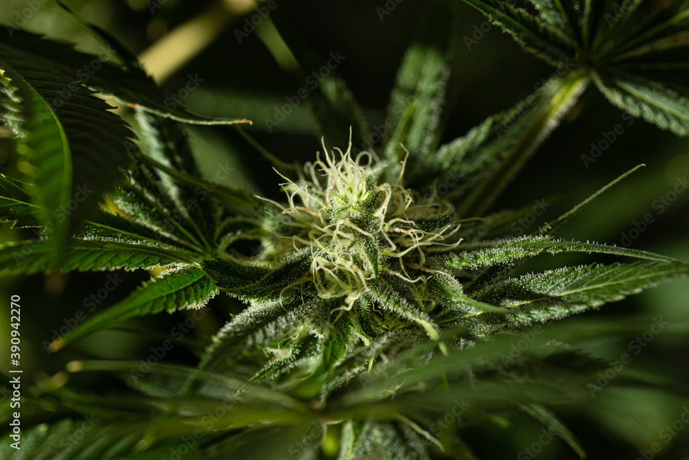 Marijuana leaves and bud, cannabis on a dark background. Marijuana leaves and bud, cannabis on a dark background.