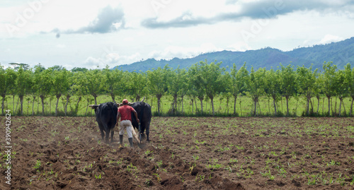Photos A man plowing a field with a traditional yoke and oxens