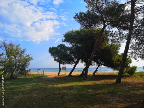 glimpse of pine forest near silvi marina, italy photo