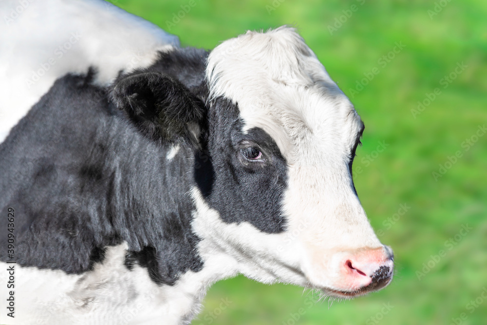 Obraz premium 緑の牧場を背景にした牛の横姿の斜め上からの顔アップ