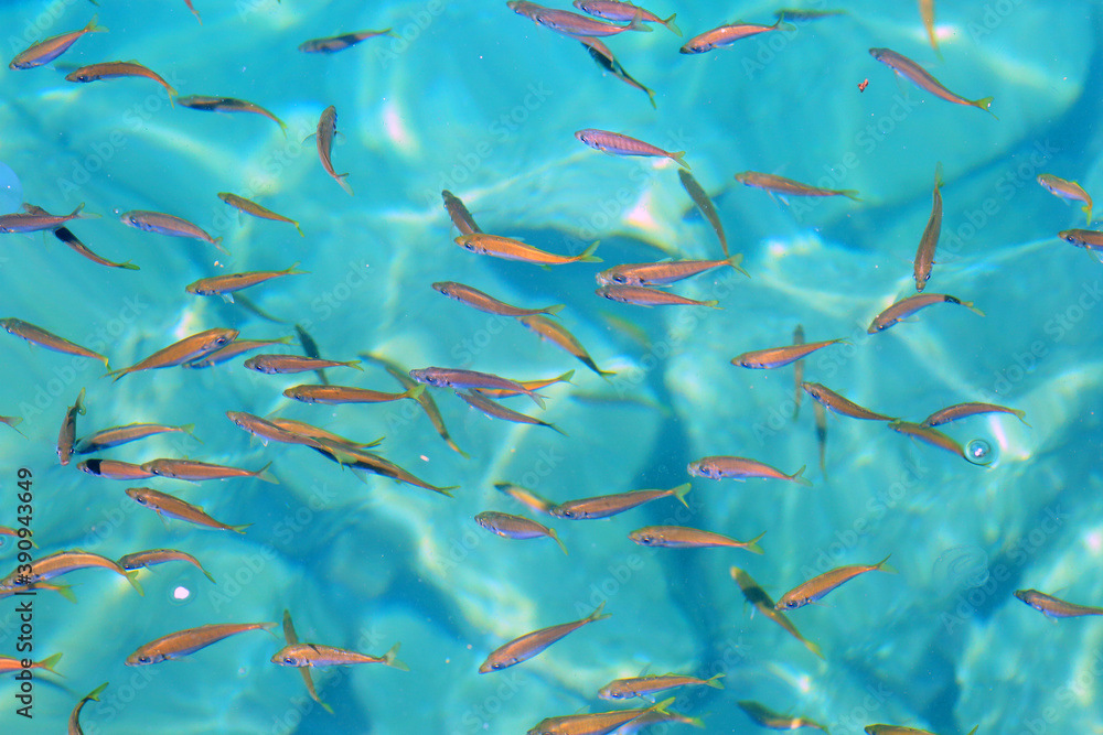 Japanese Jack mackerel or Trevally or Horse mackerel (Trachurus japonicus) in Japan Japanese Jack mackerel or Trevally or Horse mackerel (Trachurus japonicus) in Japan