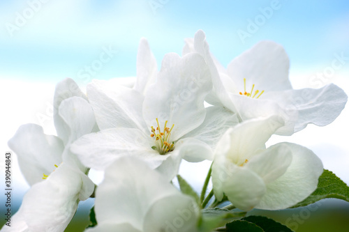 Blooming apple tree. White flowers close-up against a blue sky. Spring.