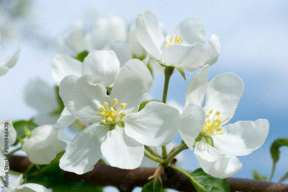 Spring flowers. White inflorescences of an apple tree close-up against a blue sky.