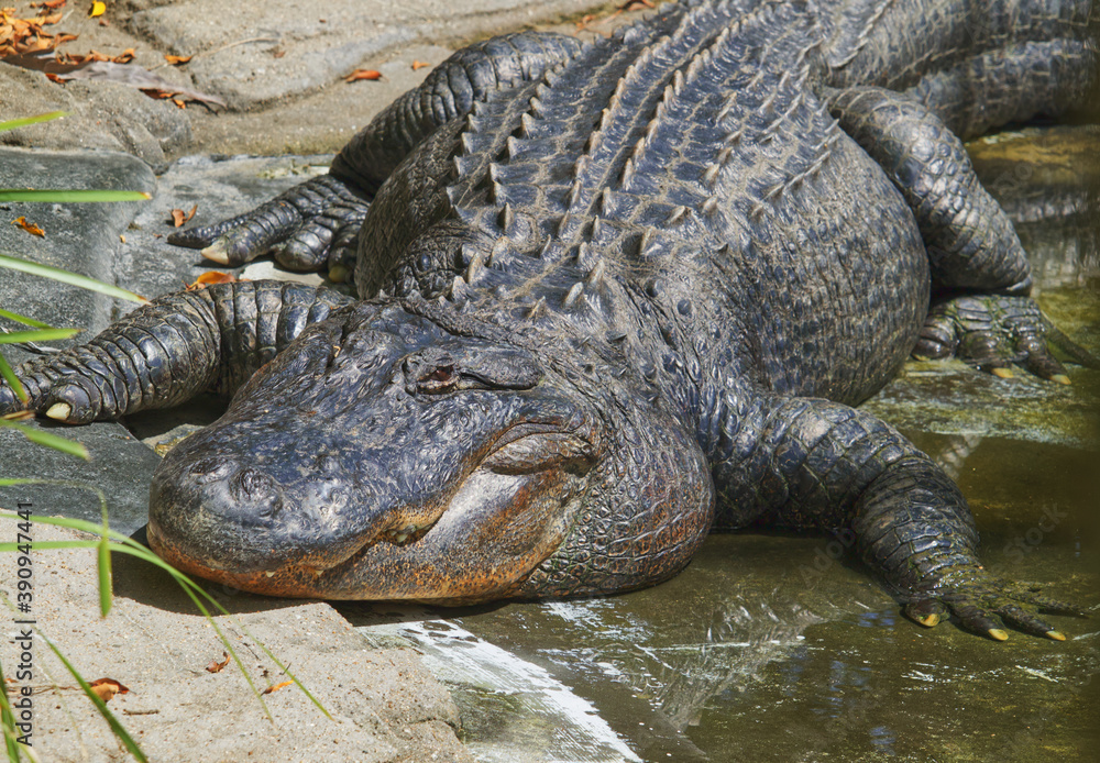 Fototapeta premium Australian wildlife crocodile 