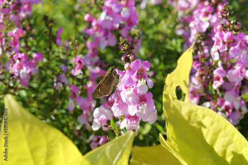 薄ピンクのアンゲロニアの花びらに止まったチャバネセセリ photo