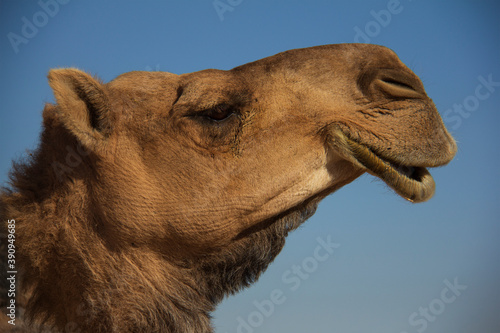 Side face of brown Camel © Cristan