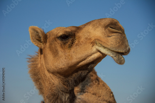 Side face of brown Camel