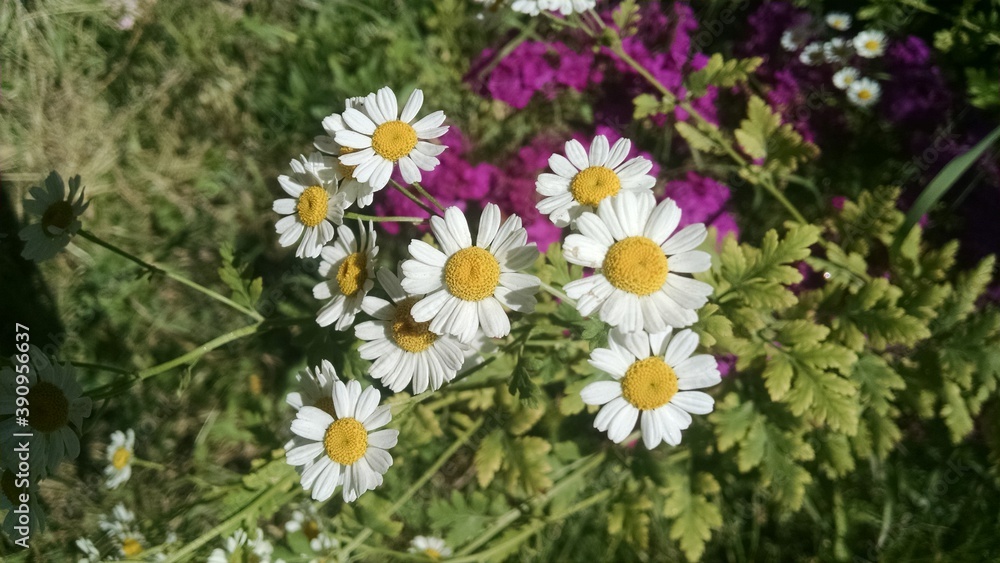 Fototapeta premium white and yellow flowers