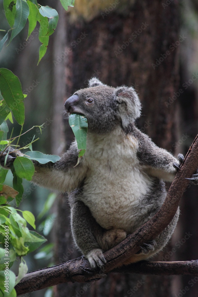 Fototapeta premium Koala eating gum leaf