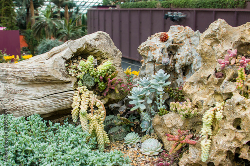 There are a lot of succulent plants in Flower Dome in garden by the bay Singapore.
It is a nature park spanning 101 hectares in the Central Region of Singapore. photo