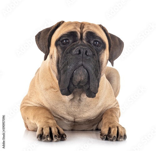 young bullmastiff in studio © cynoclub