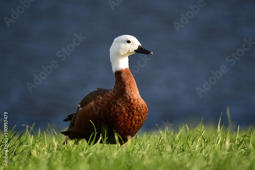 Native duck of New Zealand paradise shelduck