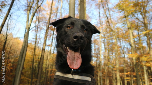 Schwarzer Labrador im deutschen Wald photo