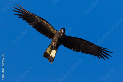 Black Cockatoo Flying