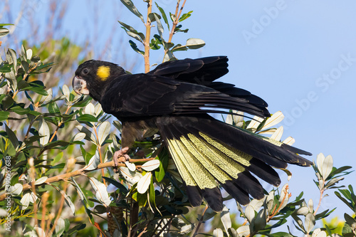 Black cockatoo showing yellow tail