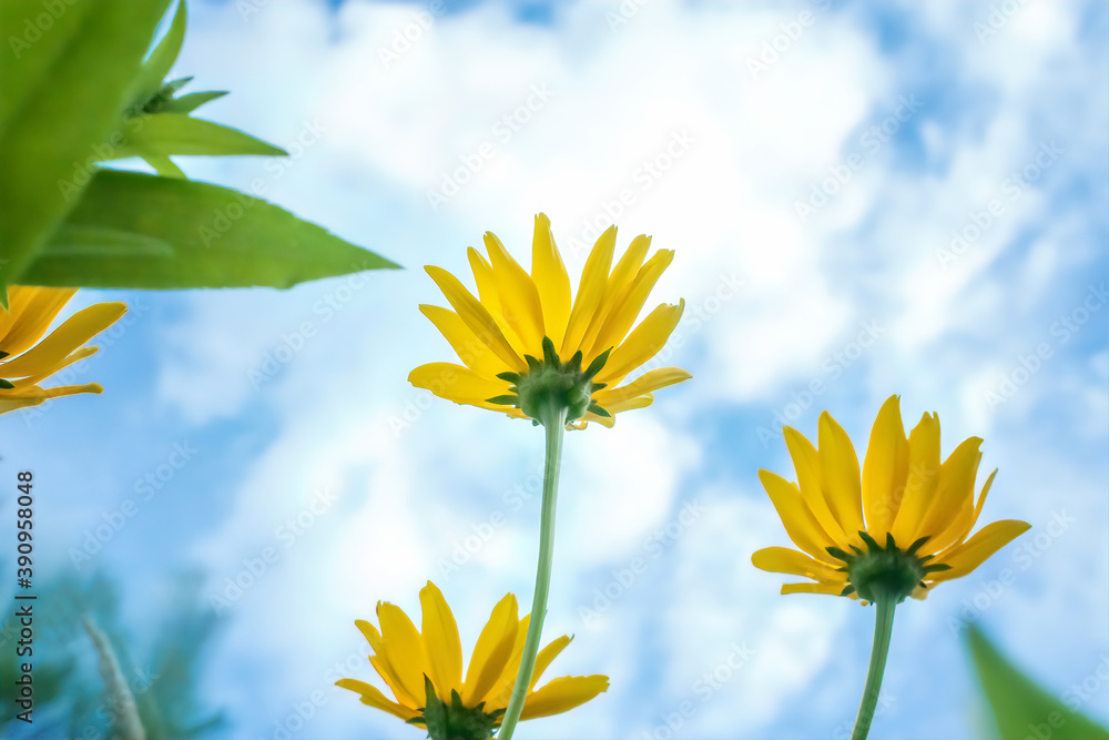 yellow summer daisies against a blue sky