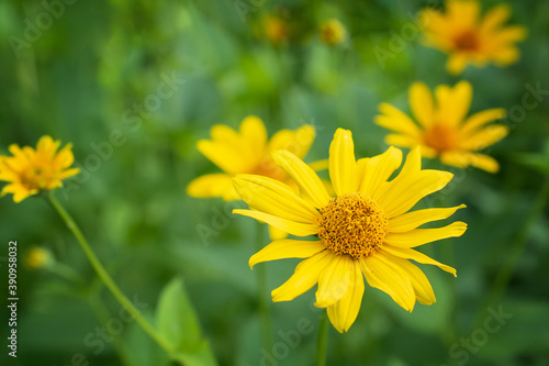 yellow summer daisies on a green blurry background close up