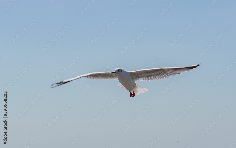 Obraz premium Seagull