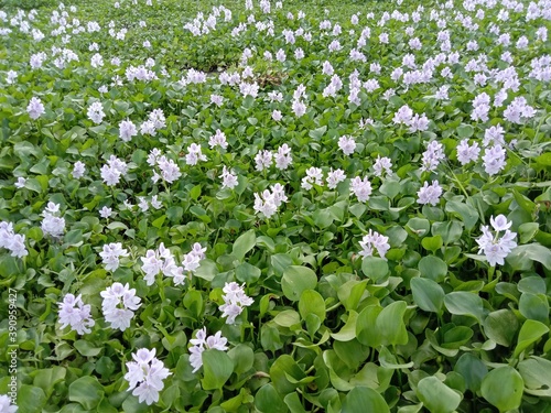 violet and white colored kochuri pana flower photo