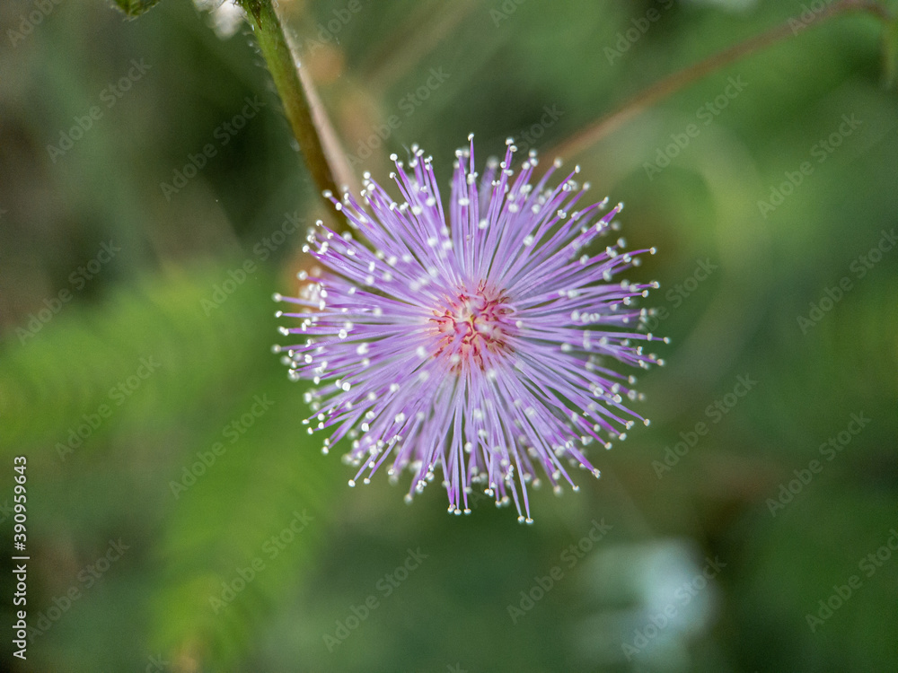 beautiful pink flowers in the garden beautiful pink flowers in the garden