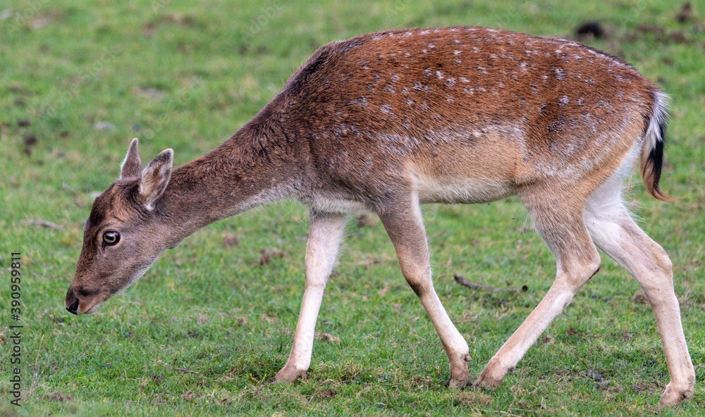 Fototapeta premium deer, tier, säugetier, natur, wild lebende tiere, wild, gras, braun, kitz