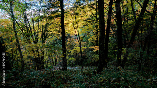 秋の山の中の森の紅葉 -日本