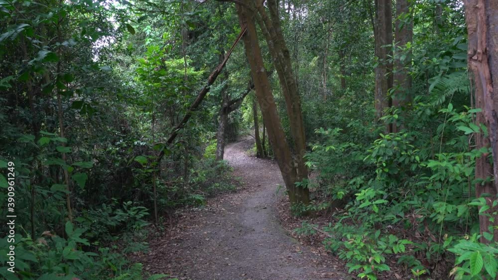 Beautiful hiking trail inside a tropical forest Beautiful hiking trail inside a tropical forest