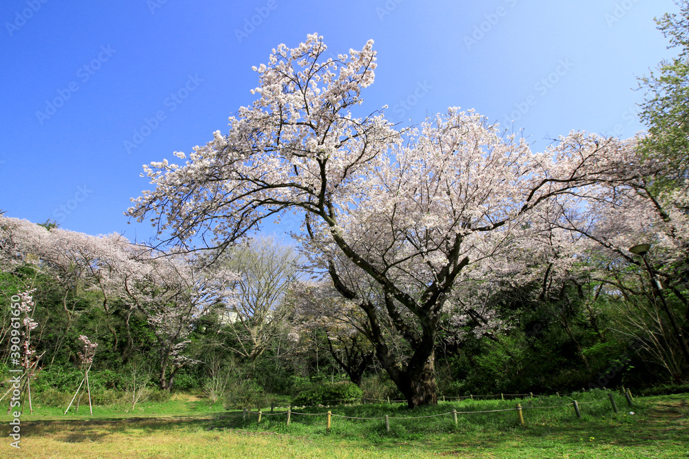 A large old sakura tree with cherry blossoms in full bloom A large old sakura tree with cherry blossoms in full bloom