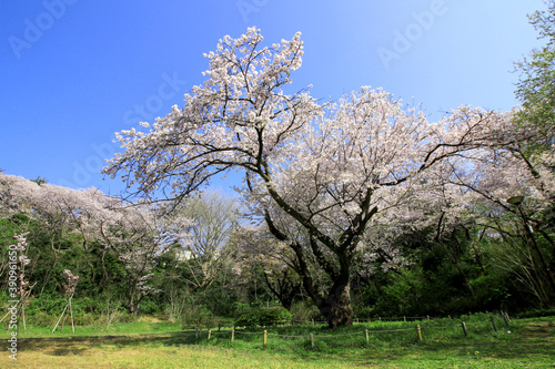 A large old sakura tree with cherry blossoms in full bloom