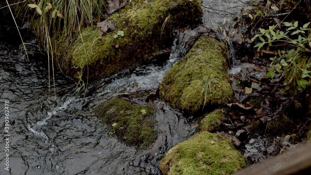 Mossy enviroment in a forest with water flowing from a creek. Mossy enviroment in a forest with water flowing from a creek.