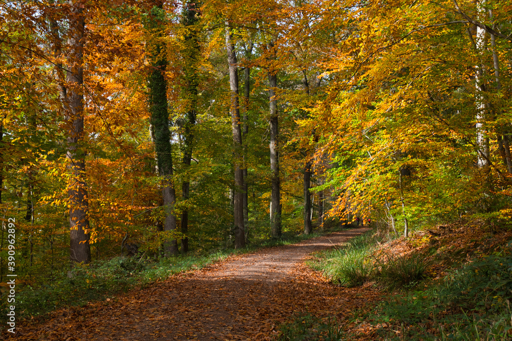 Herbstliche Waldwege in der Ortenau nahe Ettenheim