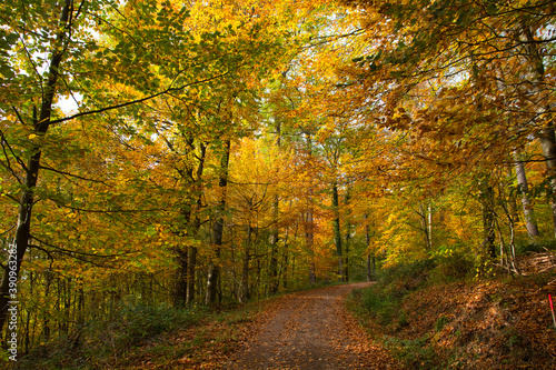 Herbstliche Waldwege in der Ortenau nahe Ettenheim © Tanja Voigt 