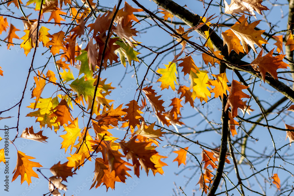Colorful leaves in autumn and fall shine bright in the backlight and show their leaf veins in the sunlight with orange, red and yellow colors as beautiful side of nature in the cold season Colorful leaves in autumn and fall shine bright in the backlight and show their leaf veins in the sunlight with orange, red and yellow colors as beautiful side of nature in the cold season