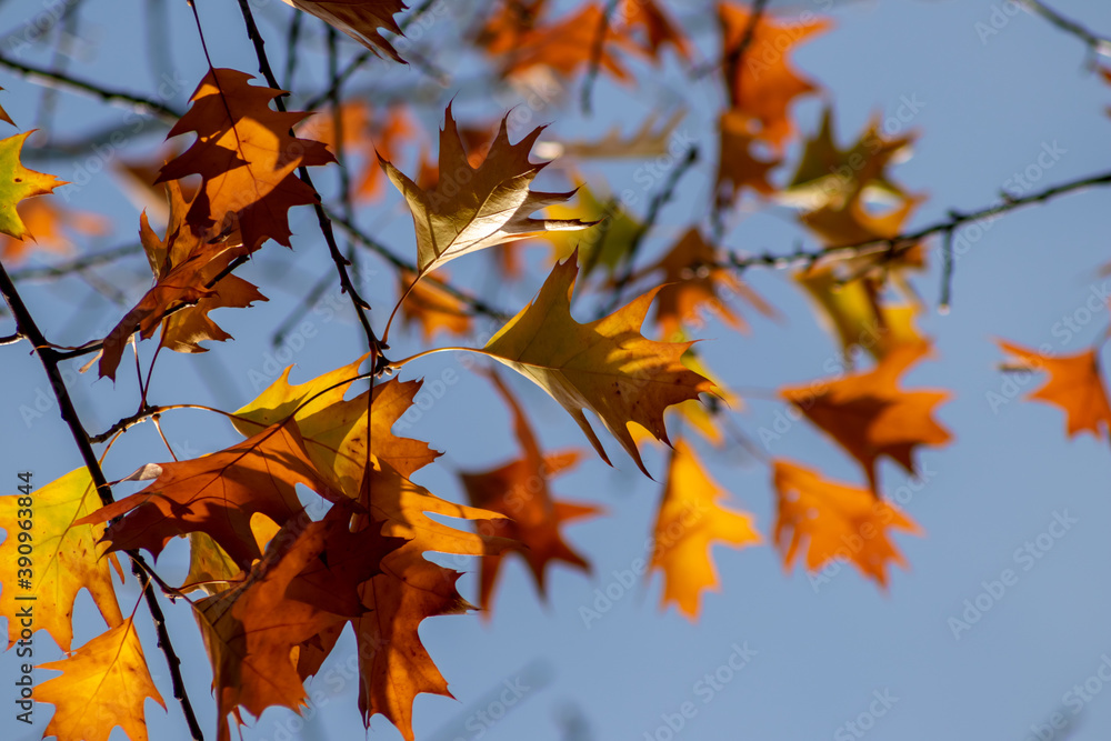 Colorful leaves in autumn and fall shine bright in the backlight and show their leaf veins in the sunlight with orange, red and yellow colors as beautiful side of nature in the cold season Colorful leaves in autumn and fall shine bright in the backlight and show their leaf veins in the sunlight with orange, red and yellow colors as beautiful side of nature in the cold season