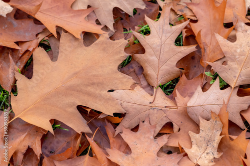 Colorful leaves in autumn and fall shine bright in the backlight and show their leaf veins in the sunlight with orange, red and yellow colors as beautiful side of nature in the cold season