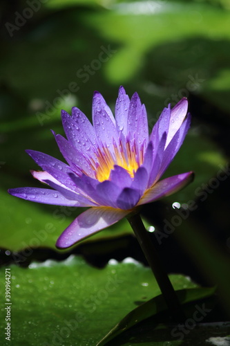 Water Lily Flower