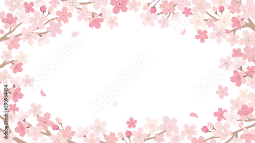 桜　イラスト　フレーム　 © ayumi