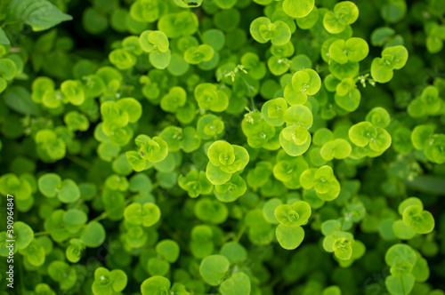 beautiful pattern of leaves on a plant