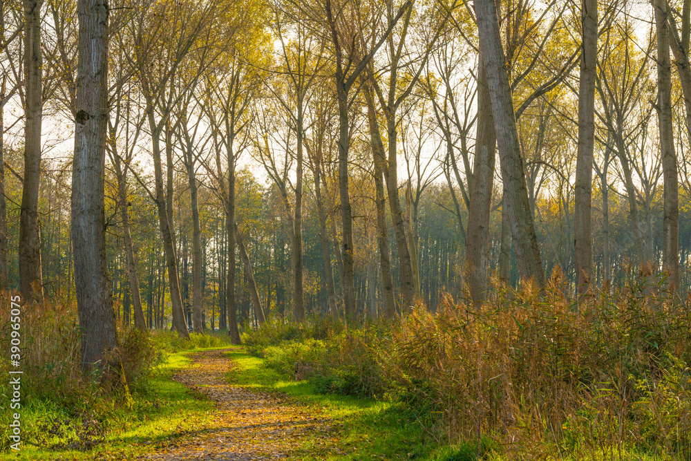 Trees in autumn colors in a field in bright sunlight at fall, Almere, Flevoland, The Netherlands, November 7, 2020