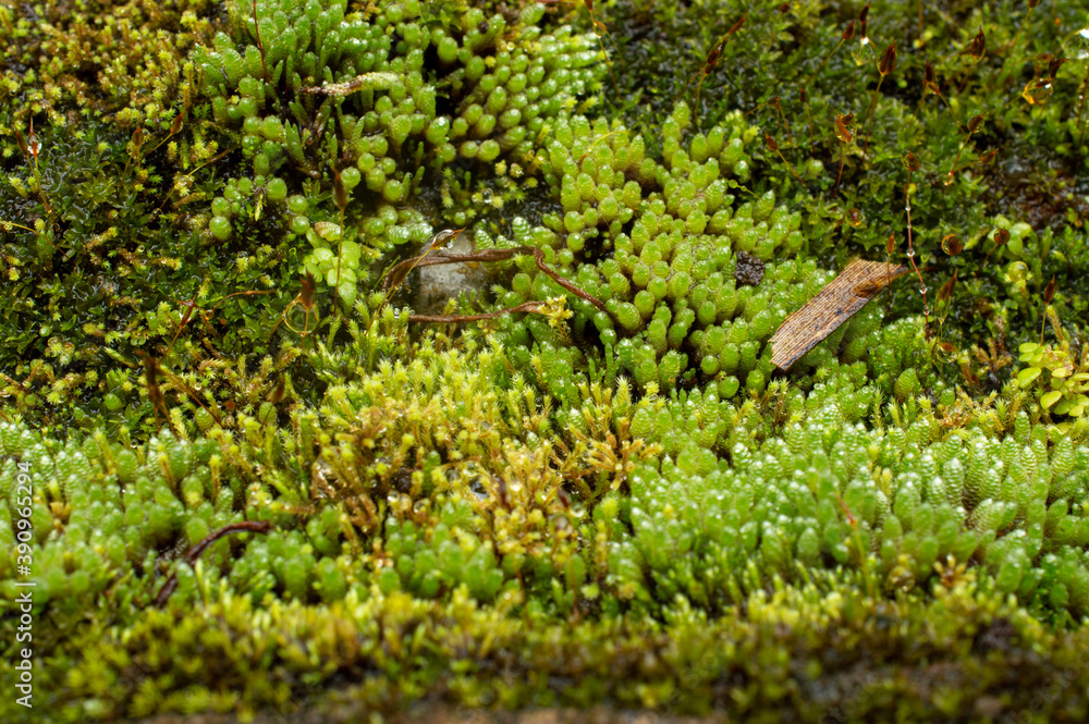 beautiful moss background
beautiful moss background
