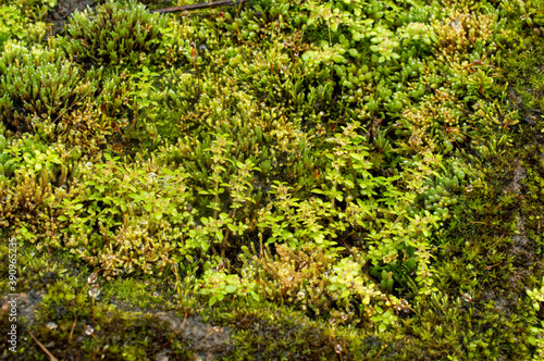 beautiful moss background  